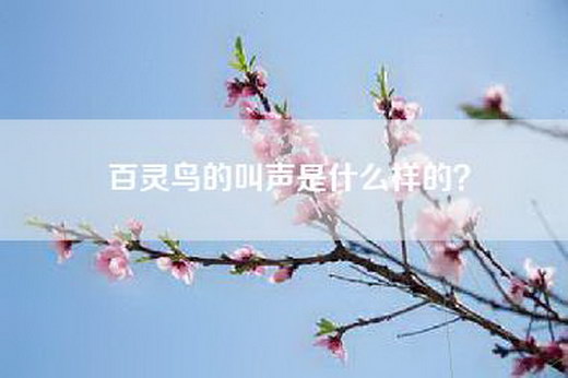 百灵鸟的叫声是什么样的？