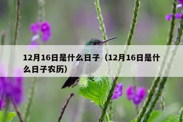 12月16日是什么日子(12月16日是什么日子农历)