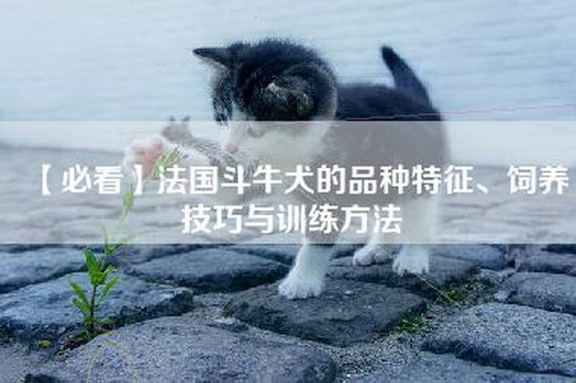 【必看】法国斗牛犬的品种特征、饲养技巧与训练方法