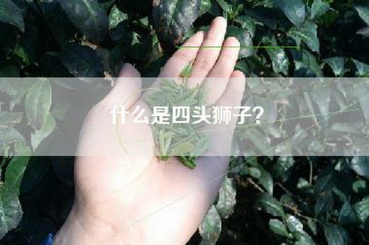 什么是四头狮子?